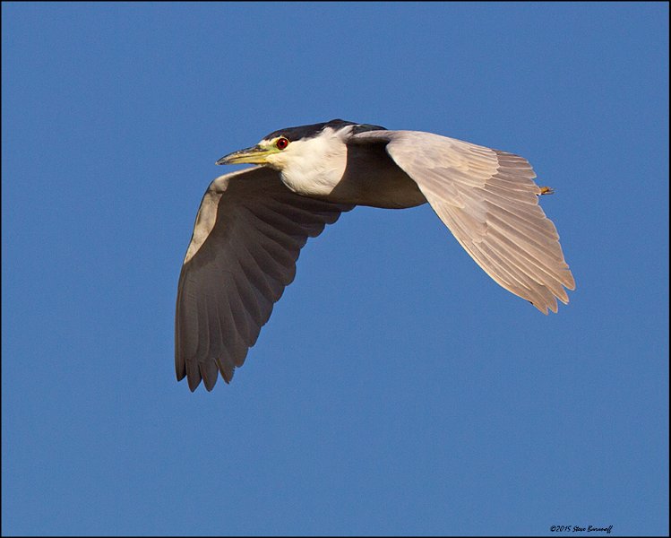_5SB5511 black-crowned night-heron.jpg